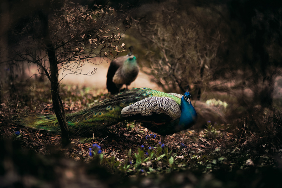 Fine art photography - Peacocks