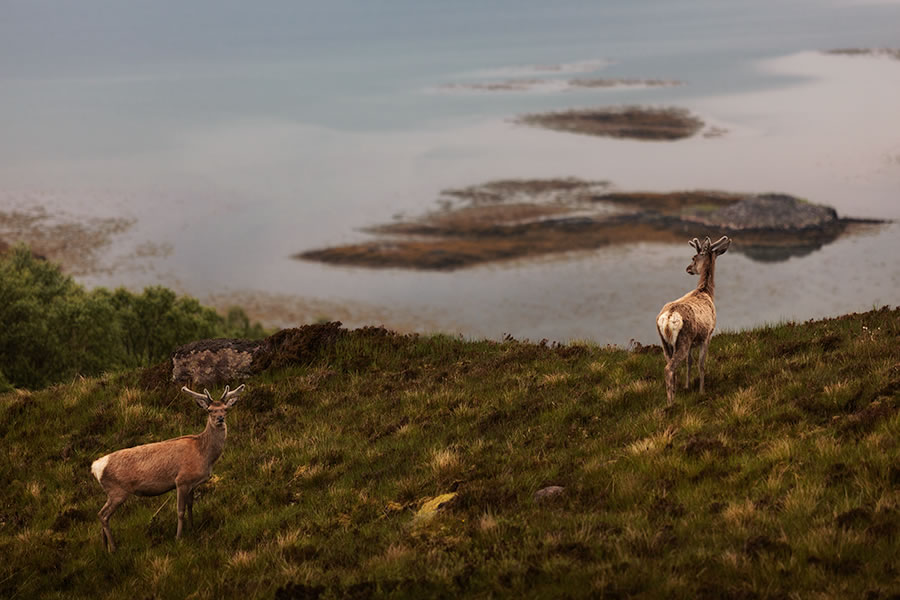 Scottish Deer Photography